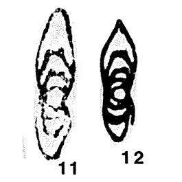 Novella (Pseudonovella) irregularis Kireeva, 1949