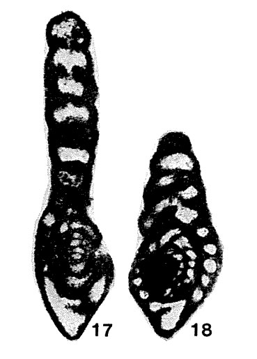Pseudoreichelina darvasica Leven, 1970 Pseudoreichelina darvasica Leven, 1970