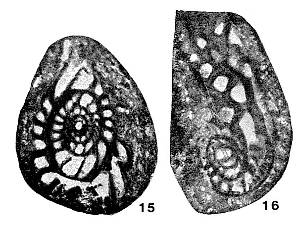Sichotenella sutschanica Tumanskaya, 1953 Sichotenella sutschanica Tumanskaya, 1953