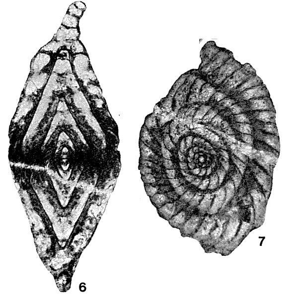 Reichelina cribroseptata Erk, 1942 Reichelina cribroseptata Erk, 1942