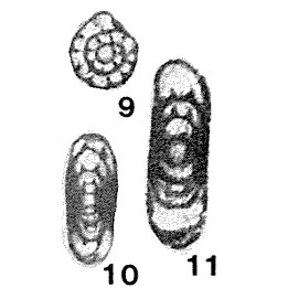Mediocris (Chomatomediocris) brevisculiformis Vdovenko, 1973 Mediocris (Chomatomediocris) brevisculiformis Vdovenko, 1973