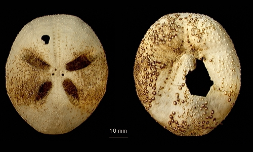 Amphipneustes brevisternalis Amphipneustes brevisternalis