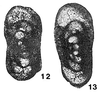 Eostaffella mediocris Vissarionova, 1948 Eostaffella mediocris Vissarionova, 1948