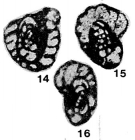 Mediocris (Plectomediocris) asymmetrica Brazhnikova & Vdovenko, 1983