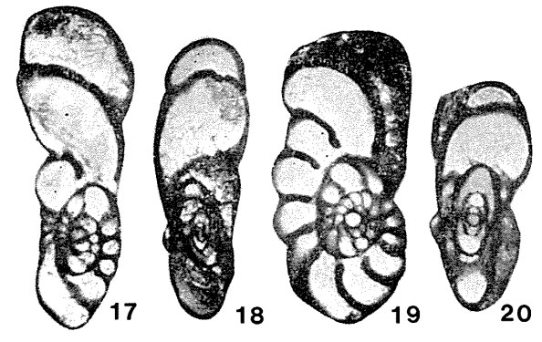 Hubeiella simplex Lin, 1977 Hubeiella simplex Lin, 1977