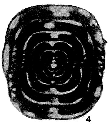 Neostaffella labyrinthiformis (Ehrenberg, 1854)