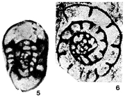 Endothyra staffelliformis Chernysheva, 1948