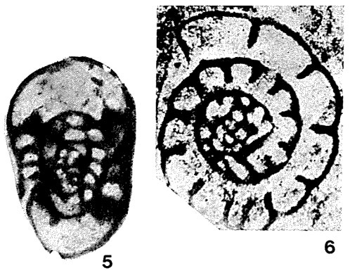 Endothyra staffelliformis Chernysheva, 1948 Endothyra staffelliformis Chernysheva, 1948