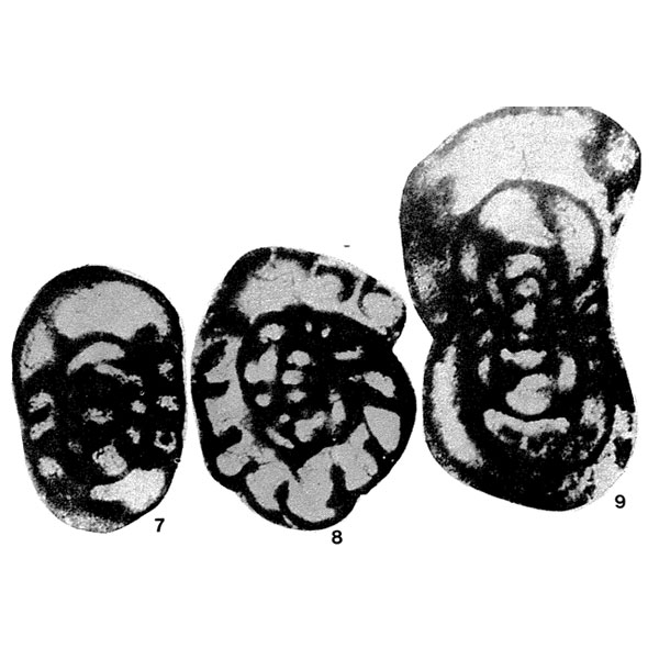 Ninella staffelliformis (Chernysheva, 1948) Ninella staffelliformis (Chernysheva, 1948)