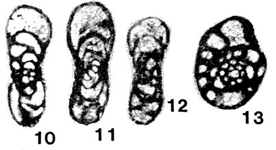 Millerella (Plectomillerella) extenta Brazhnikova & Vdovenko, 1983 Millerella (Plectomillerella) extenta Brazhnikova & Vdovenko, 1983
