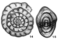 Fusulinella struvii Möller, 1879