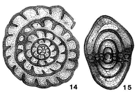 Fusulinella struvii Möller, 1879 Fusulinella struvii Möller, 1879