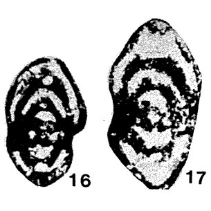 Parastaffella (Eoparastaffella) simplex Vdovenko, 1954 Parastaffella (Eoparastaffella) simplex Vdovenko, 1954