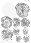 Staffella pseudosphaeroidea Dutkevich, 1934