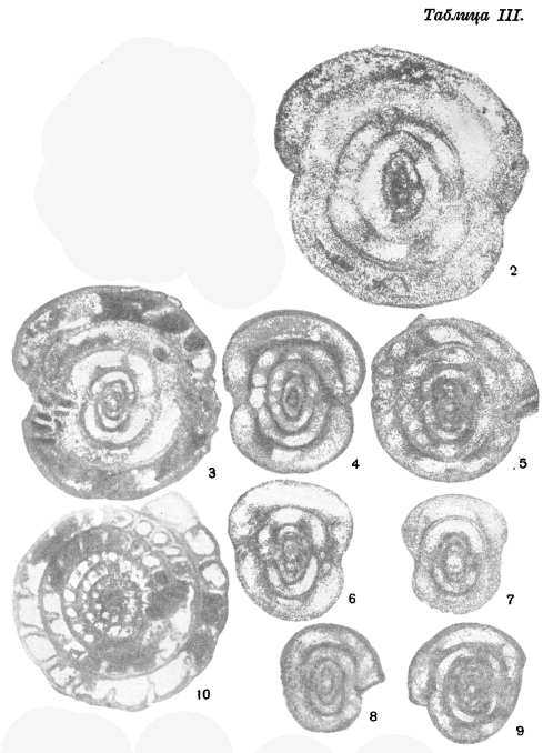 Staffella pseudosphaeroidea Dutkevich, 1934 Staffella pseudosphaeroidea Dutkevich, 1934