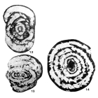 Parastaffella (Staffelloides) poliaxica Liêm, 1976