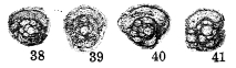 Schubertina circuli Marshall, 1969 Schubertina circuli Marshall, 1969