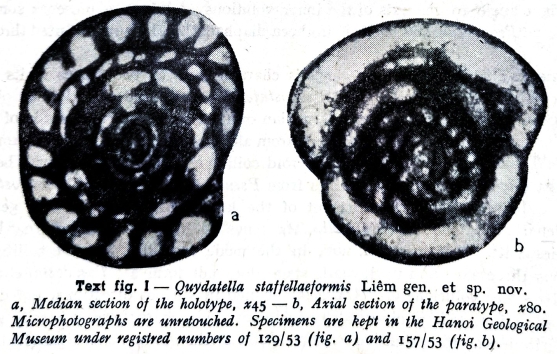 Quydatella staffellaeformis Liêm, 1966 Quydatella staffellaeformis Liêm, 1966