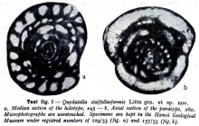 Quydatella staffellaeformis Liêm, 1966