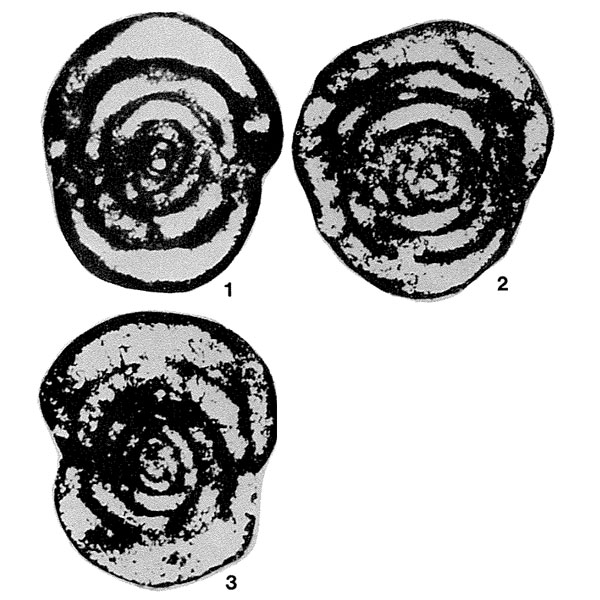 Pseudoendothyra (Volgella) orbiculata Melnikova, 1977