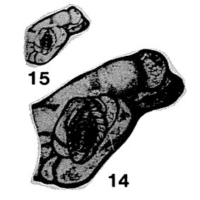 Rauserella erratica Dunbar, 1944 Rauserella erratica Dunbar, 1944