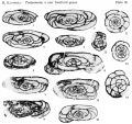 Chromista - Foraminifera (foraminifers)