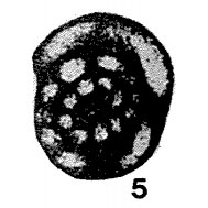Pseudostaffella variabilis Reitlinger, 1961