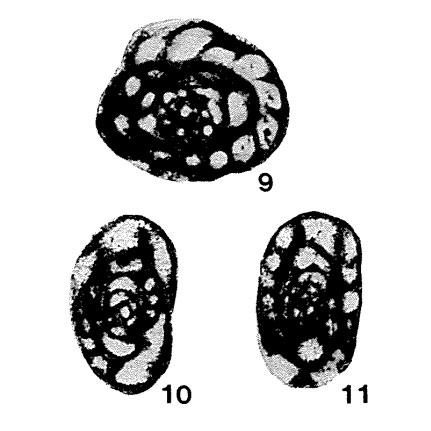 Eostaffella (Plectostaffella) jakhensis Reitlinger, 1971 Eostaffella (Plectostaffella) jakhensis Reitlinger, 1971