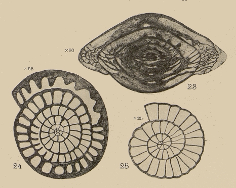 Neofusulinella lantenoisi Deprat, 1913