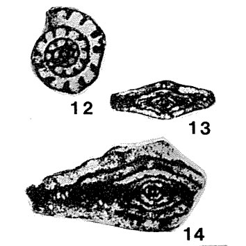 Fusiella typica Lee & Chen, 1930 Fusiella typica Lee & Chen, 1930