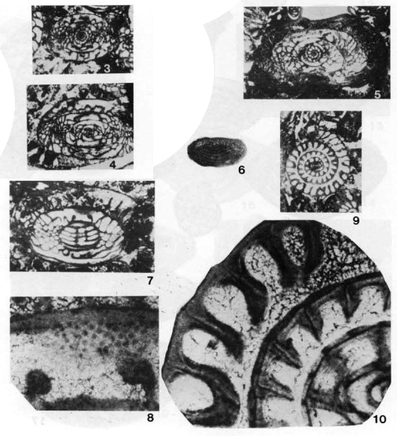 Dunbarula mathieui Ciry, 1948 Dunbarula mathieui Ciry, 1948