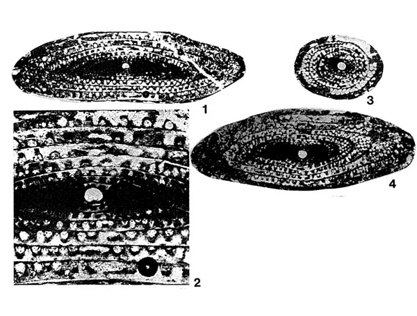 Gallowaiina meitienensis Chen, 1934 Gallowaiina meitienensis Chen, 1934
