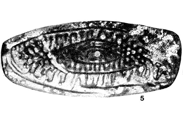 Codonofusiella (Lantschichites) maslennikovi Tumanskaya, 1953 Codonofusiella (Lantschichites) maslennikovi Tumanskaya, 1953