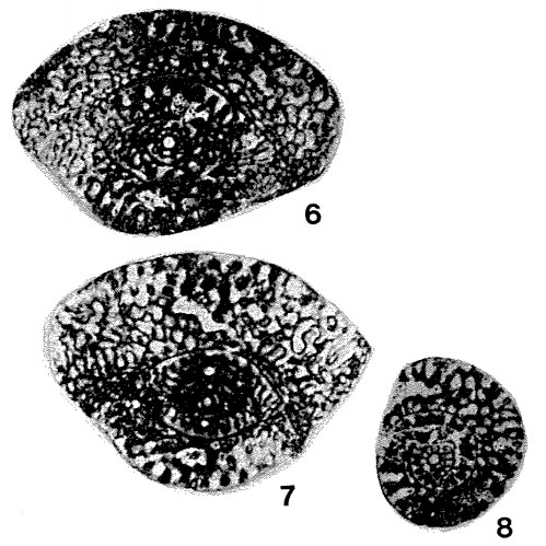 Palaeofusulina acervula Sheng & Rui in Zhao et al., 1981 Palaeofusulina acervula Sheng & Rui in Zhao et al., 1981