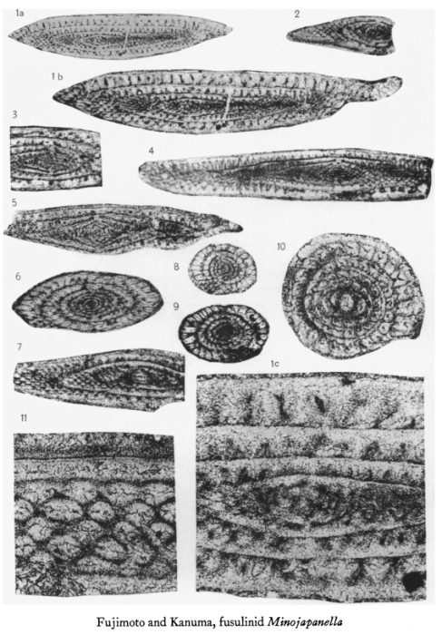 Minojapanella elongata Fujimoto & Kanuma, 1953