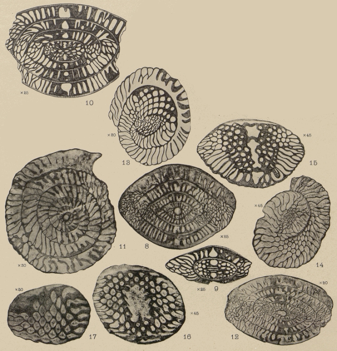 Palaeofusulina prisca Deprat, 1913 Palaeofusulina prisca Deprat, 1913