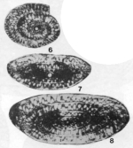 Ziguiella quasicylindrica (Ding, 1978)