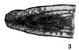 Russiella pulchra Miklukho-Maklay, 1957 Russiella pulchra Miklukho-Maklay, 1957