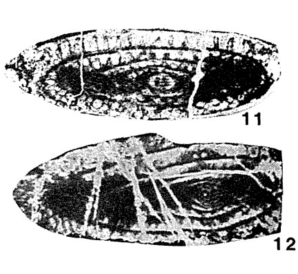 Russiella pulchra Miklukho-Maklay, 1957