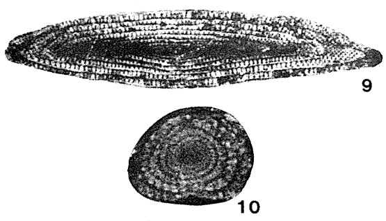 Gallowaiinella wutuensis Kuo, 1949