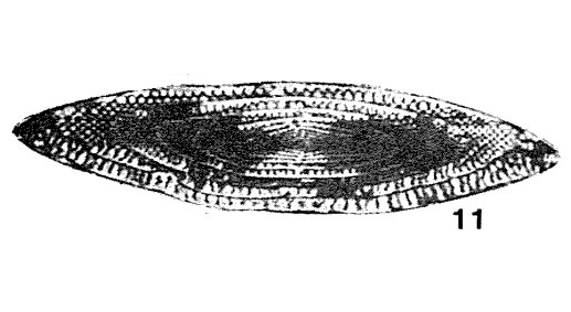 Wutuella wutuensis (Kuo, 1949) Wutuella wutuensis (Kuo, 1949)