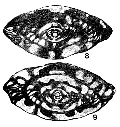 Profusulinella aljutovica Rauzer-Chernousova, 1938