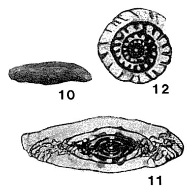 Fusulina obsoleta Schellwien, 1908