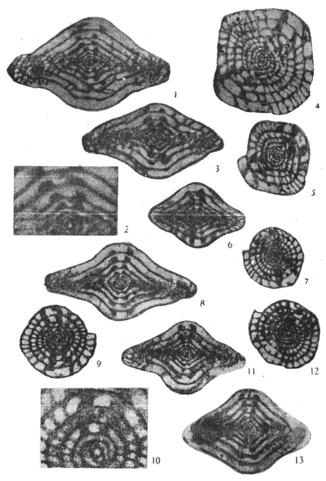 Taitzehoella taitzehoensis Sheng, 1951 Taitzehoella taitzehoensis Sheng, 1951
