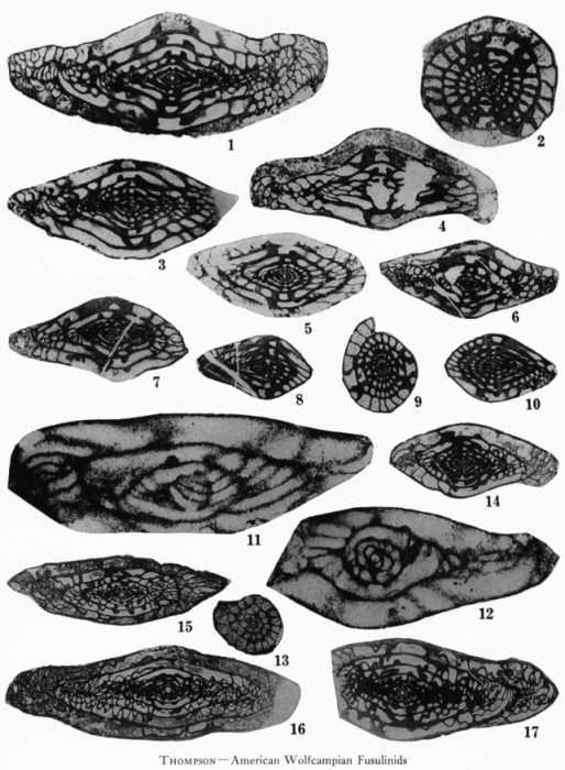 Pseudofusulinella utahensis Thompson & Bissell, 1954