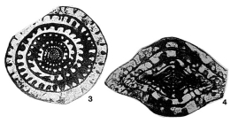 Neofusulinella occidentalis Thompson & Wheeler, 1946