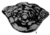 Fusulinella (Uralofusulinella) ajensis Chuvashov, 1980