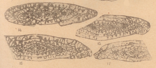 Fusulina donbassica Putrya, 1940 Fusulina donbassica Putrya, 1940