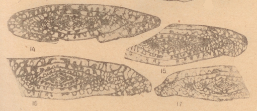 Fusulina donbassica Putrya, 1940