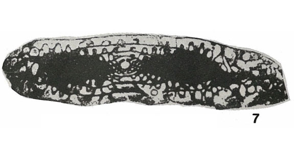 Fusulina longissima Möller, 1878 Fusulina longissima Möller, 1878